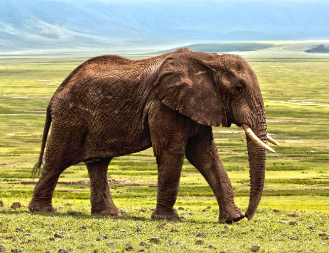 Toro Semliki Wildlife Reserve